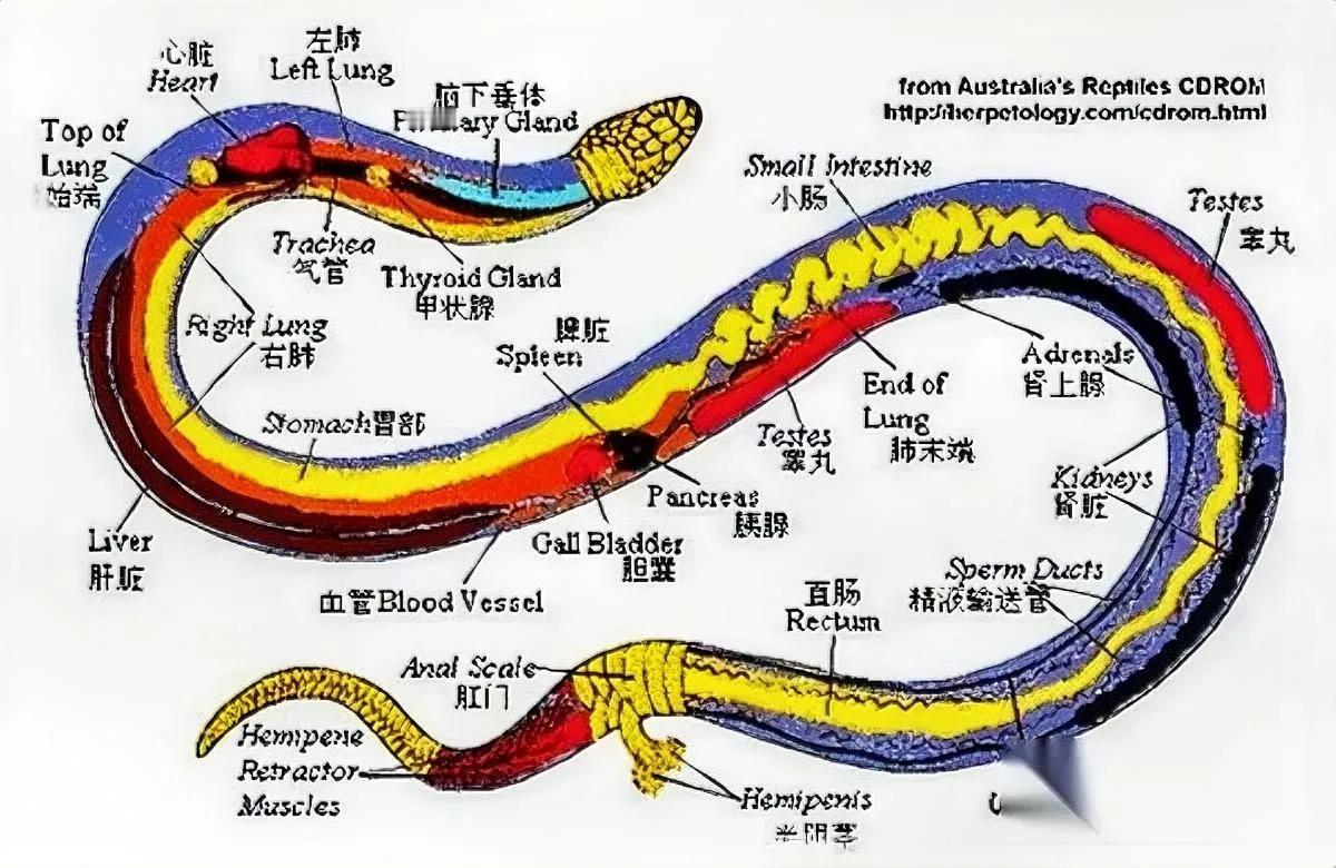 遇蛇别打头！真不是危言耸听，蛇的致命弱点藏在这儿——

去年贵州一村民拿石头砸五