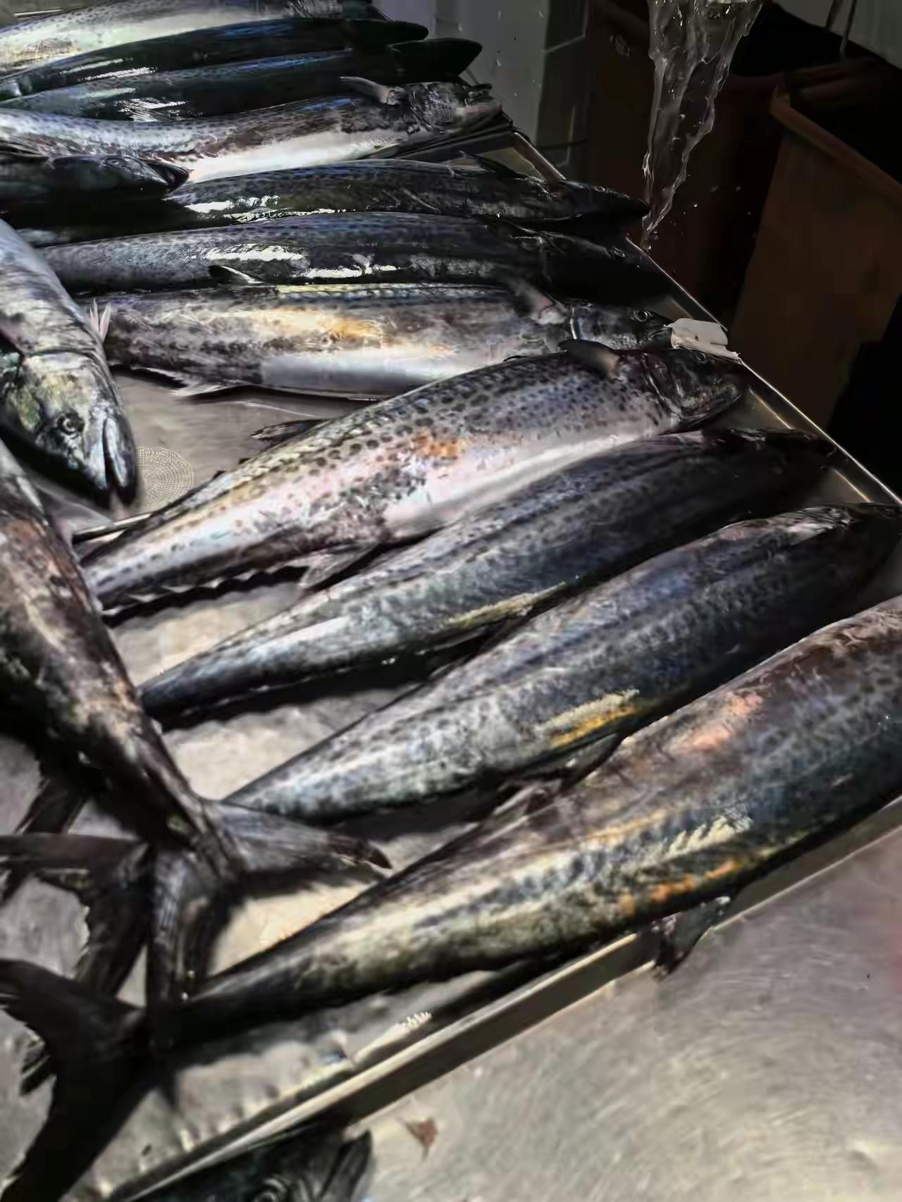 青岛银只吃谷雨前后上市的鲅鱼，鱼背上带一条绿线，仅十几天的时间，五一封海了，秋天