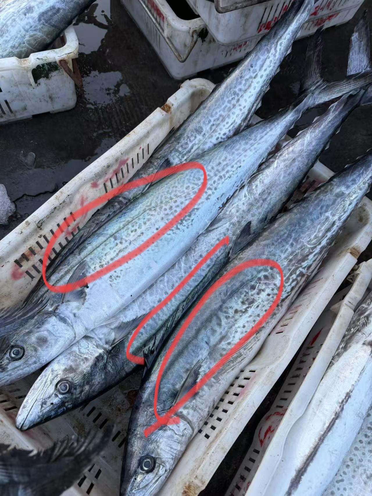 青岛银人人皆知本地鲅鱼的区别就是鱼身带一条绿色线[呲牙]