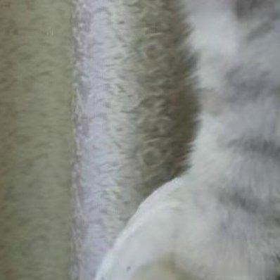 太可爱了，小猫咪就是这世界上最可爱的动物 
