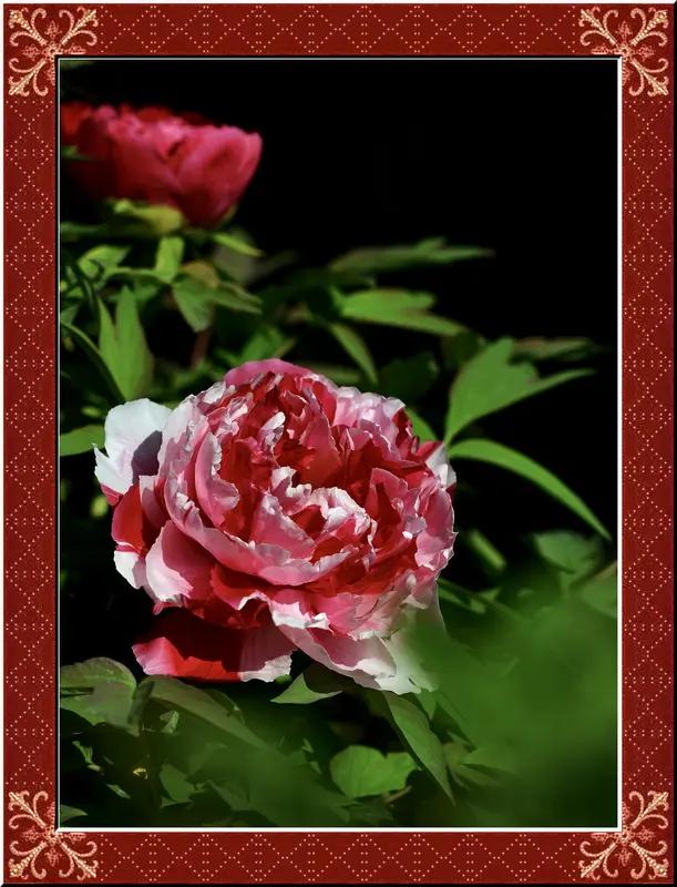 AI妙生图国色天香牡丹花。