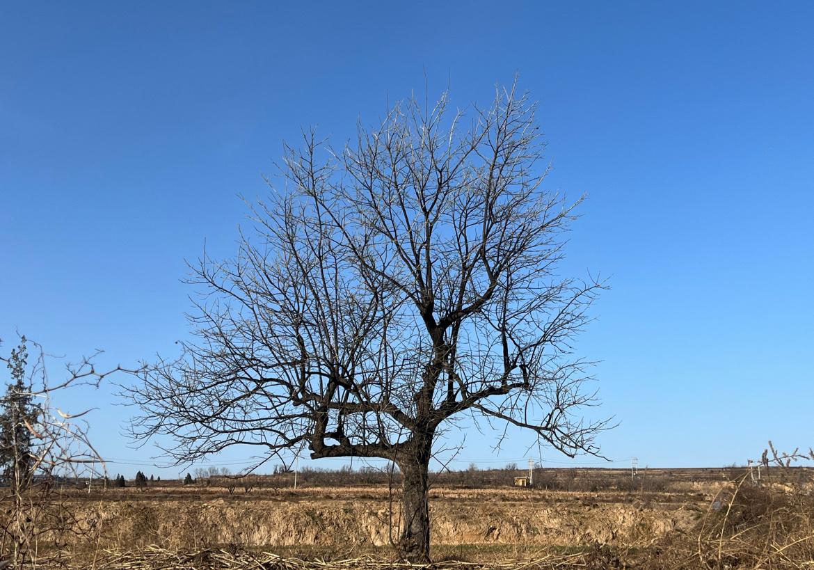 冬季的柿子树，在万物凋零的季节，总是感觉有一种凄凉的艺术感，不好看也光秃秃的，但