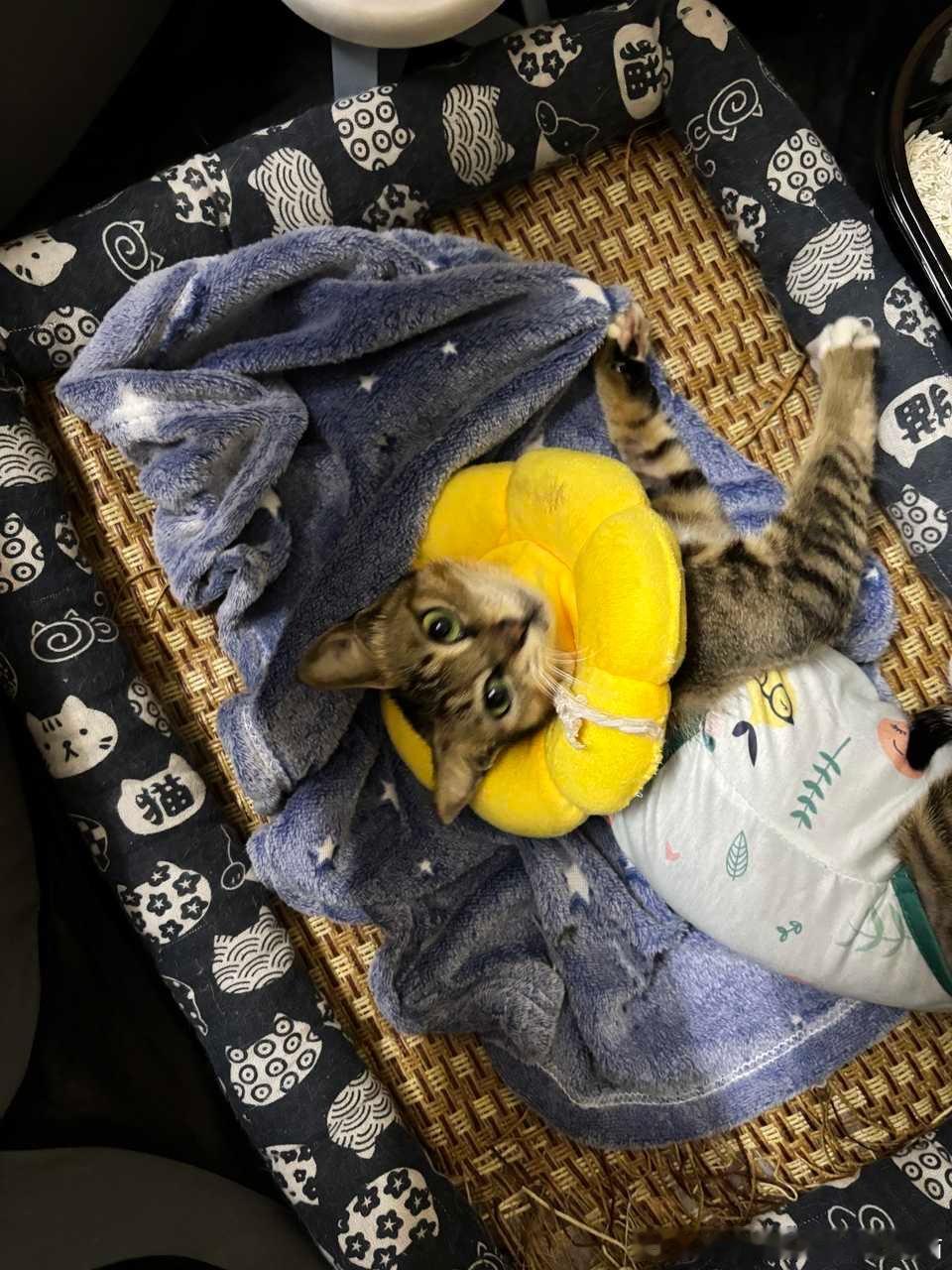 南宁领养 流浪猫领养 广西领养 【南宁领养】49004后续 现已绝育，目前只有一