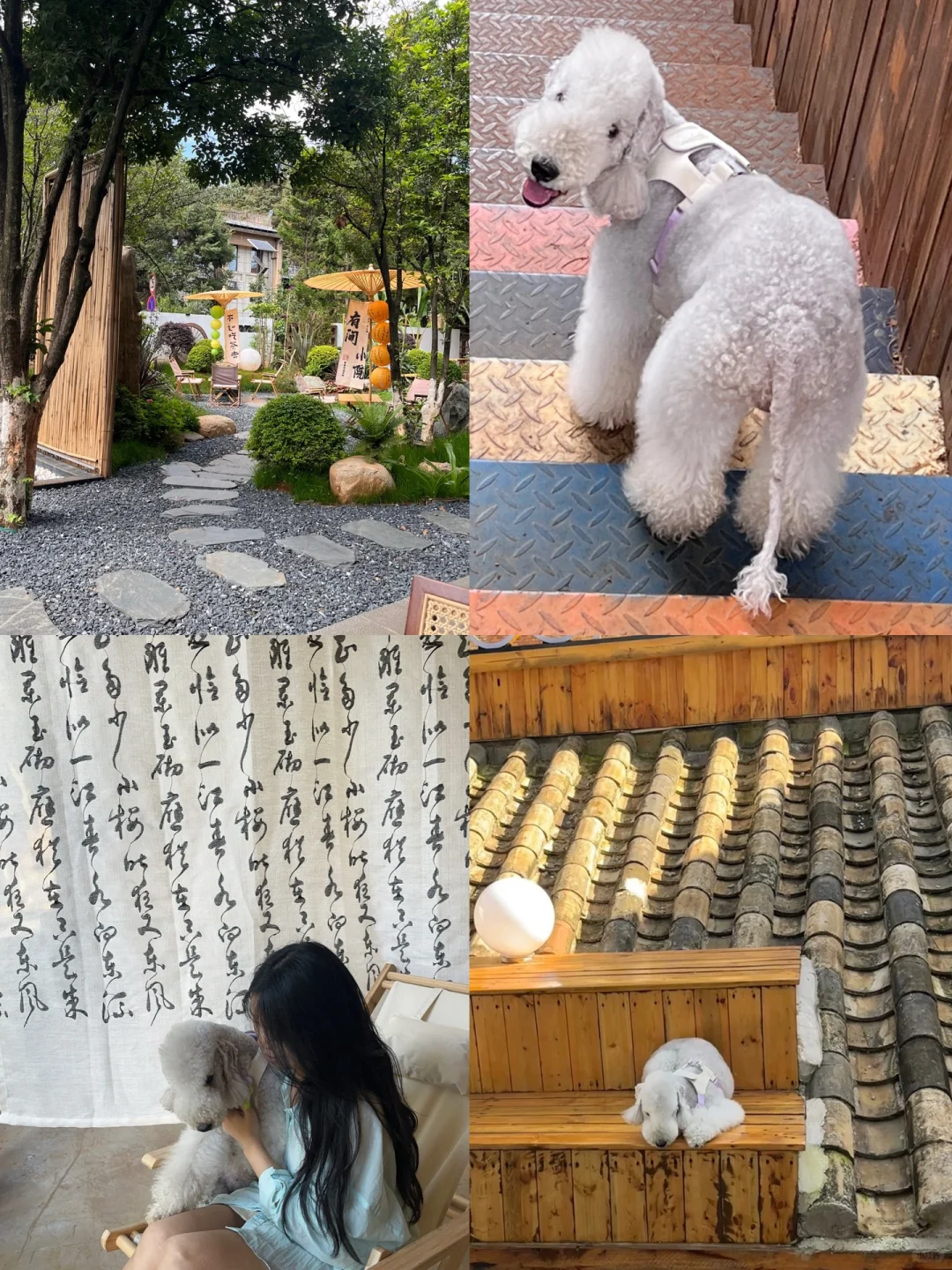 昆明宠物友好丨北市区也能拍屋顶照片了