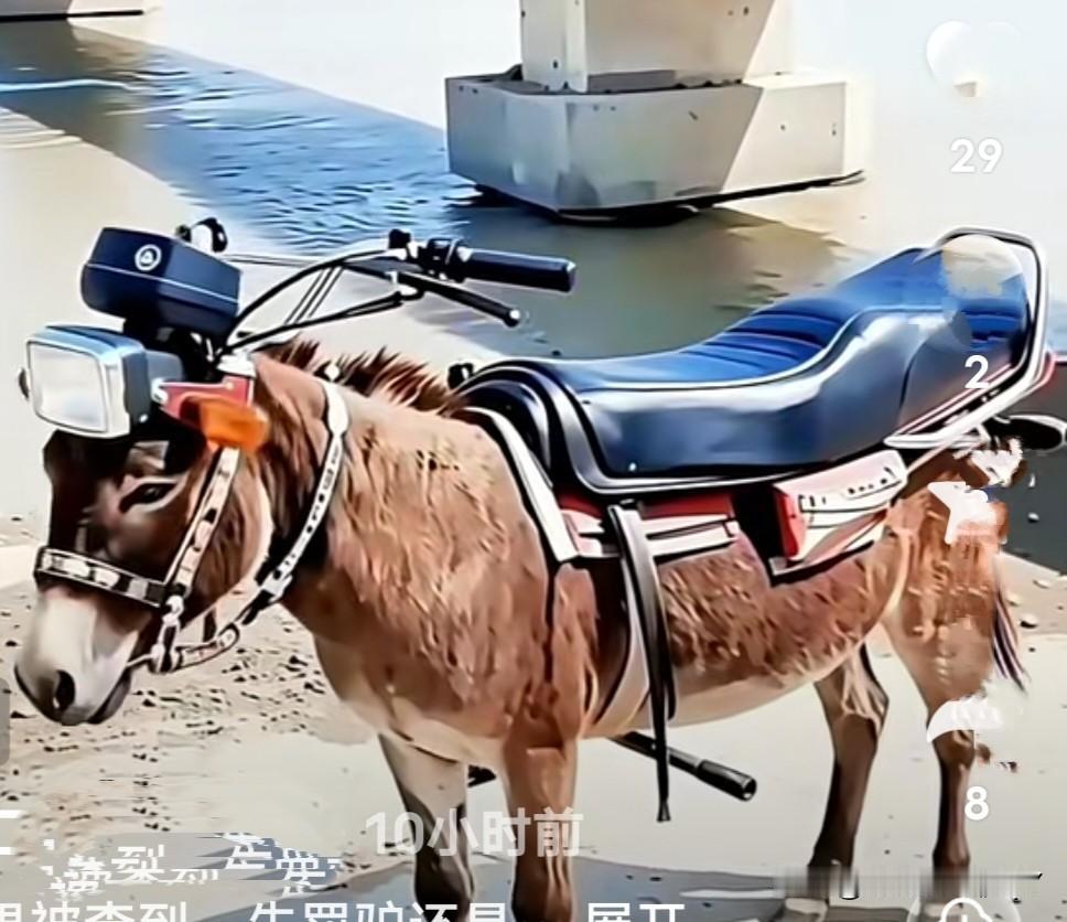 “萌宠驾到！小毛驴带你开启奇幻之旅！”🐴🚴‍♀️🌊太漂亮了。