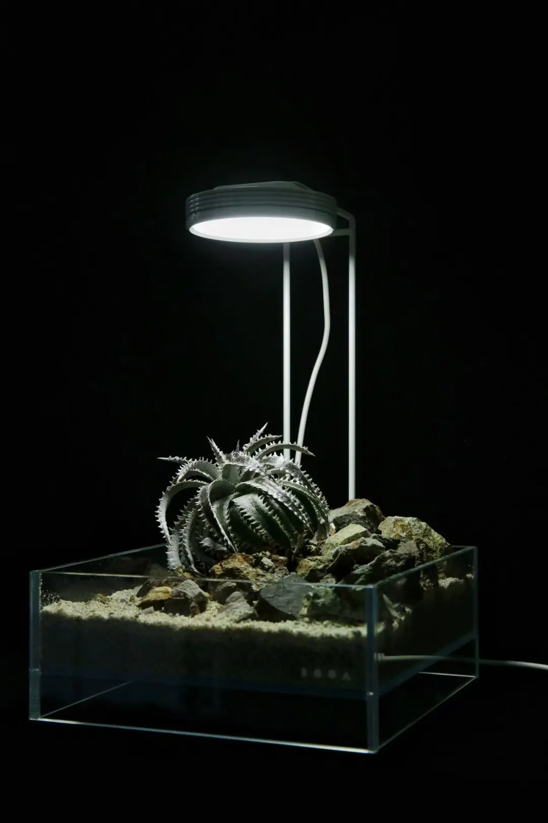 熬夜加班，桌上有个🦔在默默陪你