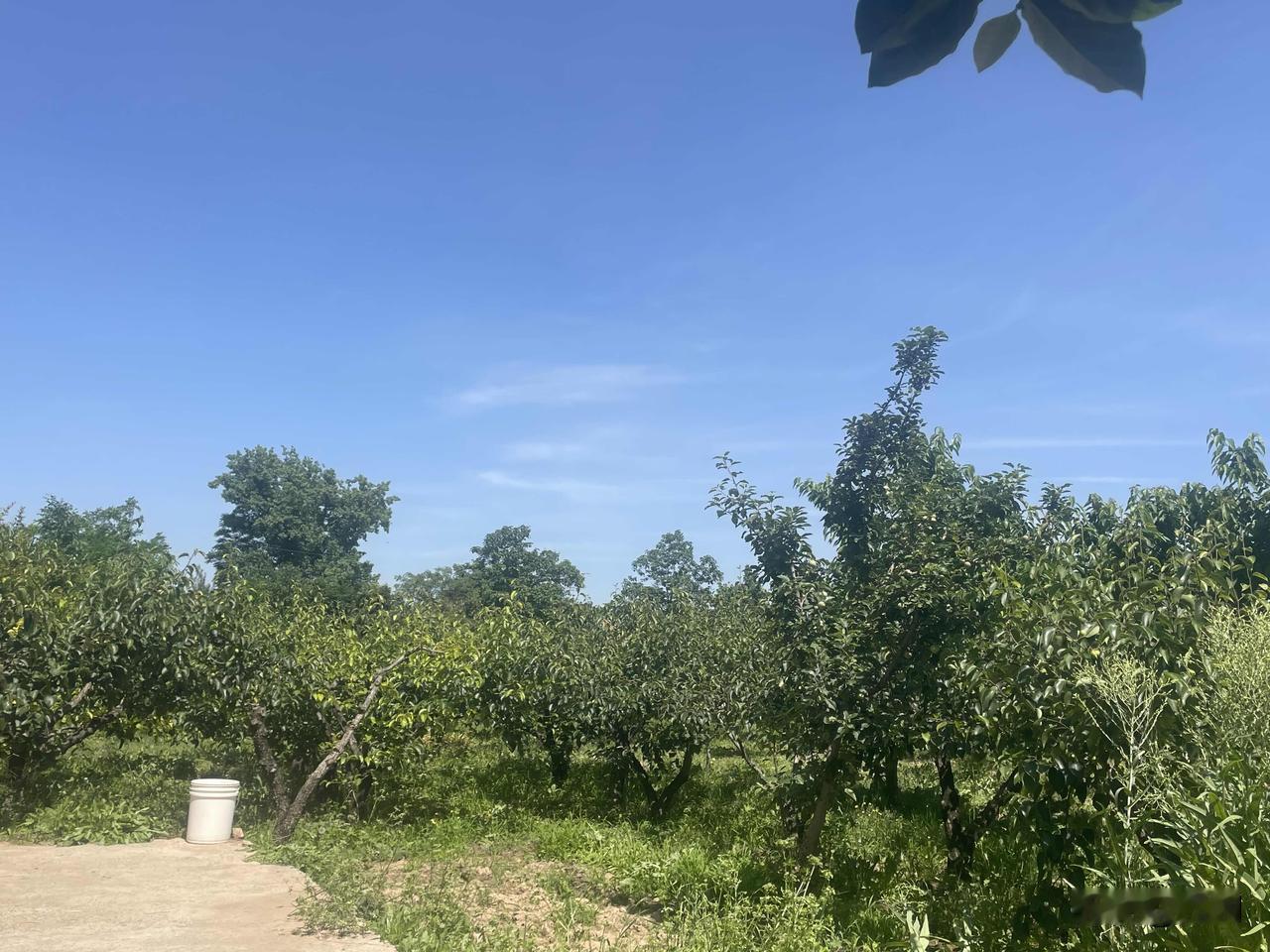 【鹤冲天•燕子穿】
燕子穿，柳翩跹。碧水映蓝天。
新荷野鹜戏湖边。夏景让谁怜。