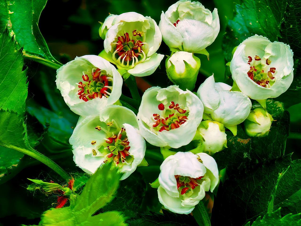 杏花开了，桃花开了，李子花开了，梨花又开放了，后来，海棠花开了，现在山楂花开了。