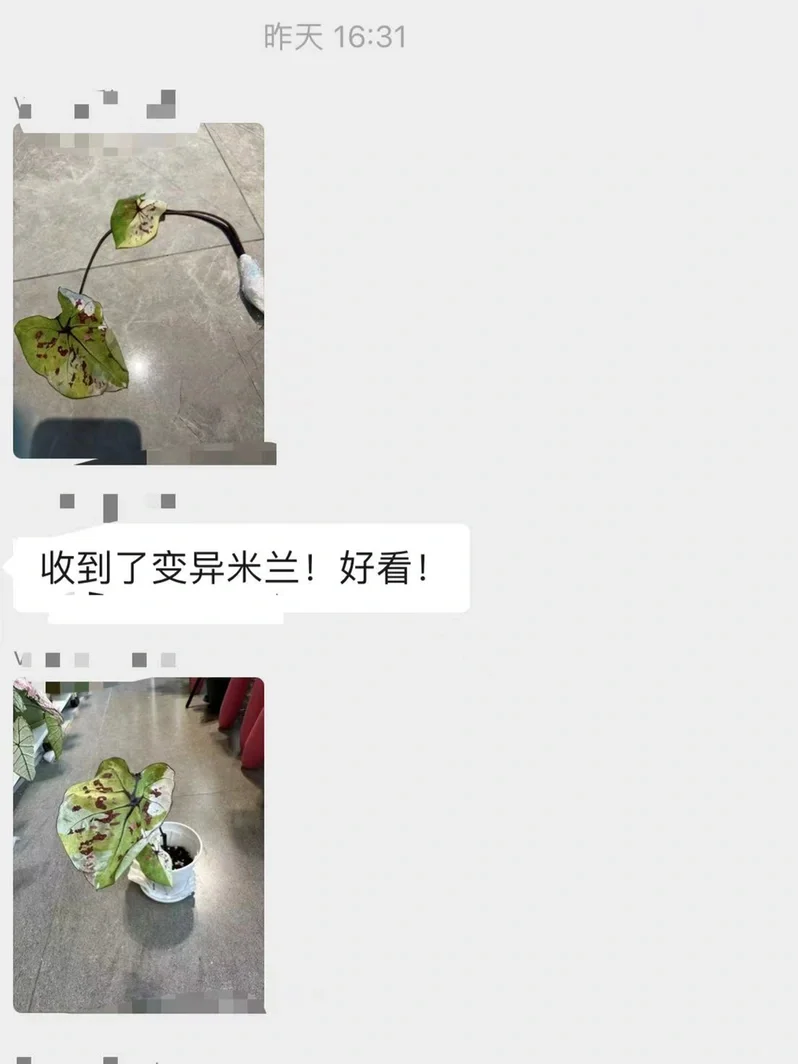 泰国彩叶芋 变异米兰 返图