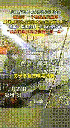 这就是好人有好报！贵州，一烤鱼店老板好心给流浪猫投喂鱼，刚走开去喂猫，一个花盆从