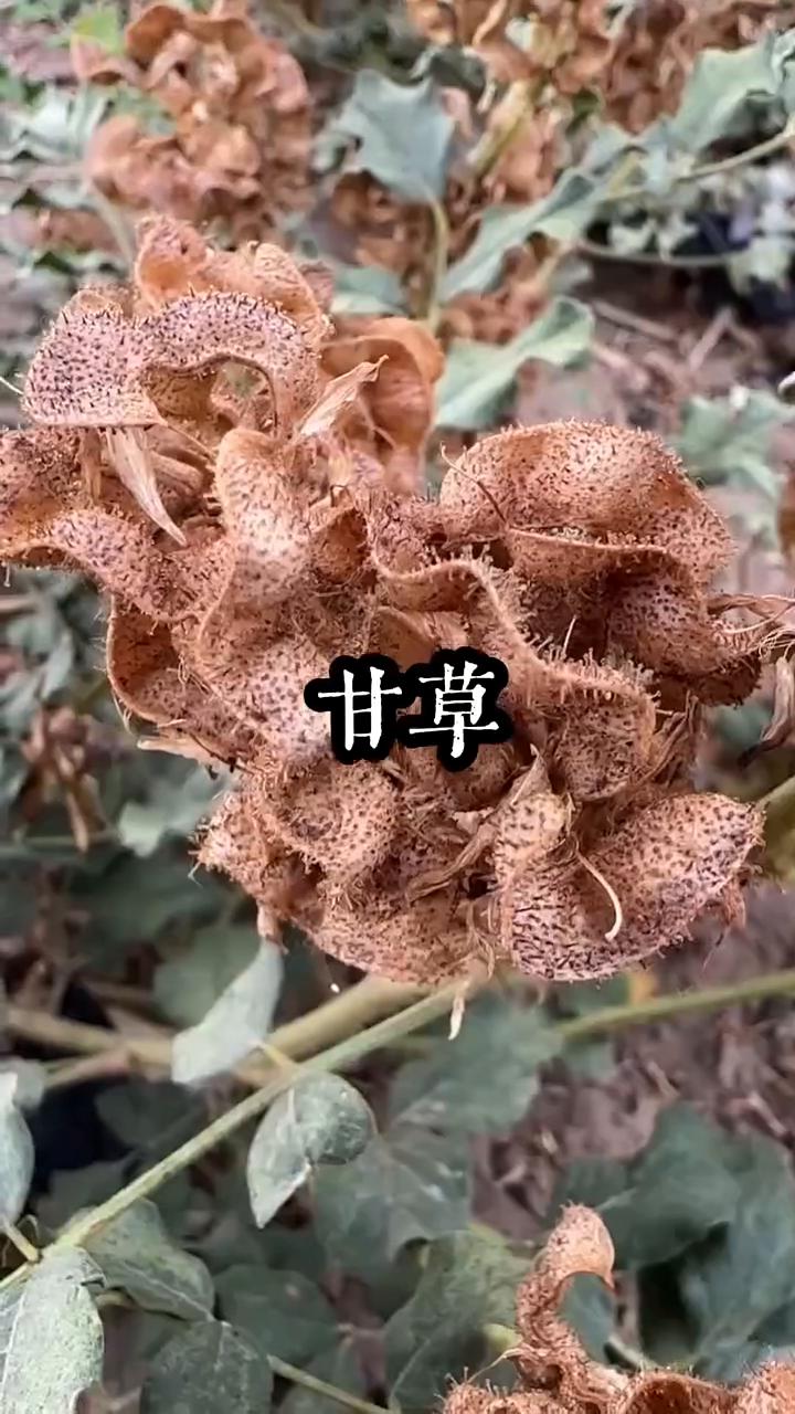 这就是全球最贵的甘草，又名甜草根。别看它其貌不扬，它全草可是大有来头的中草食材。