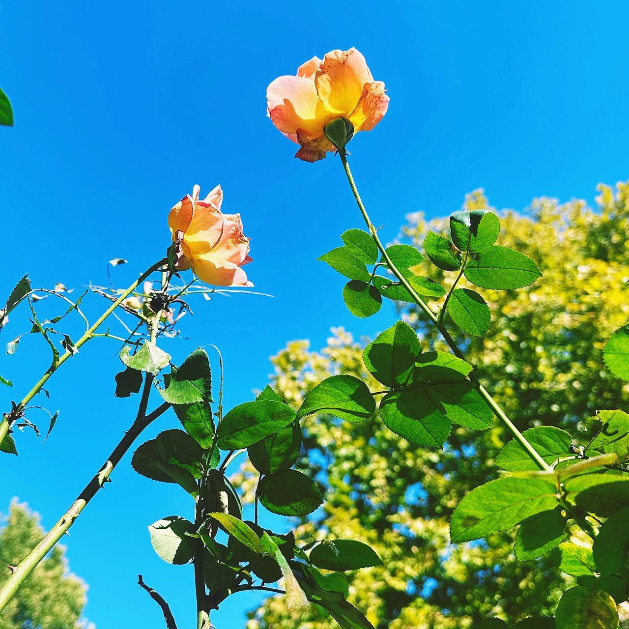 阴天。落雨。立冬节气。

早几天已经开始供暖，屋子里燥热，在细雨中反倒感觉清凉舒