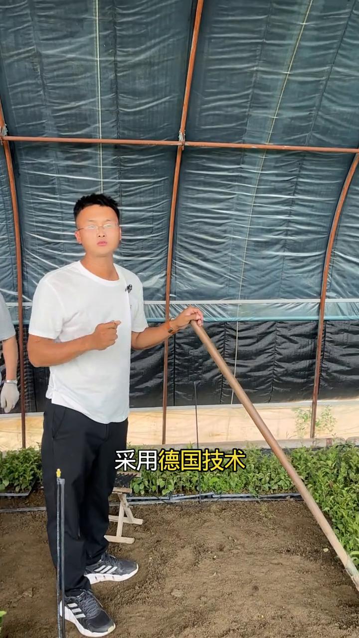 抗重茬吉塞拉砧木。
采用德国技术组培繁育的脱毒组培吉塞拉砧木，给大家看一下苗子的