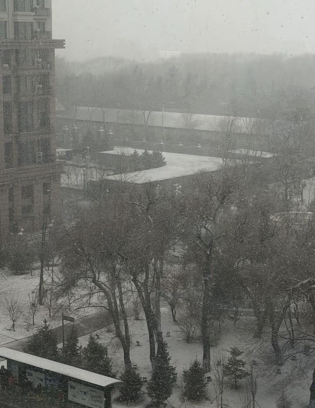 好消息:我带了把伞坏消息:下的是❄️东北下雪了