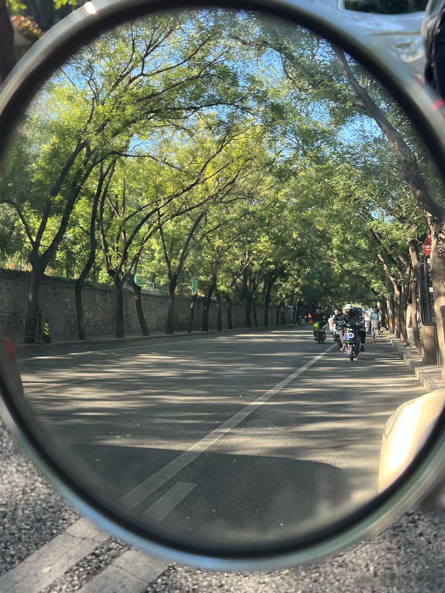 全北京我最最最喜欢的一条林荫路～北大西门林荫路。路上车多，无法在中心线拍，但是某