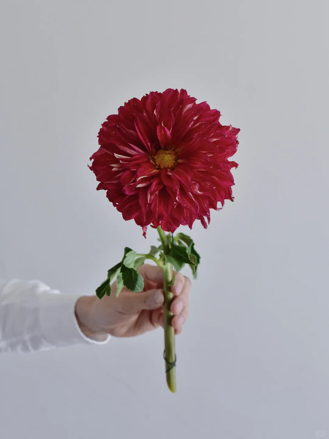 大丽花·琳达小姐