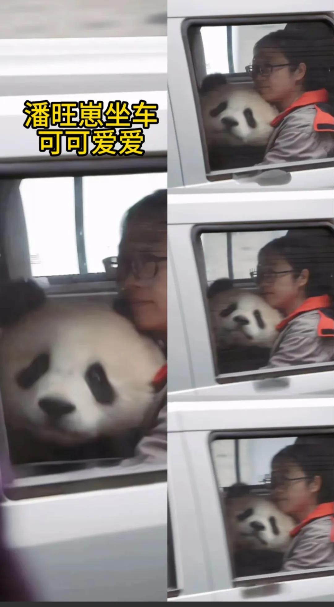 大熊猫幼崽什么时候可以人手一只？
饲养员抱着潘旺崽直接坐车去检查啦！崽崽好乖，像