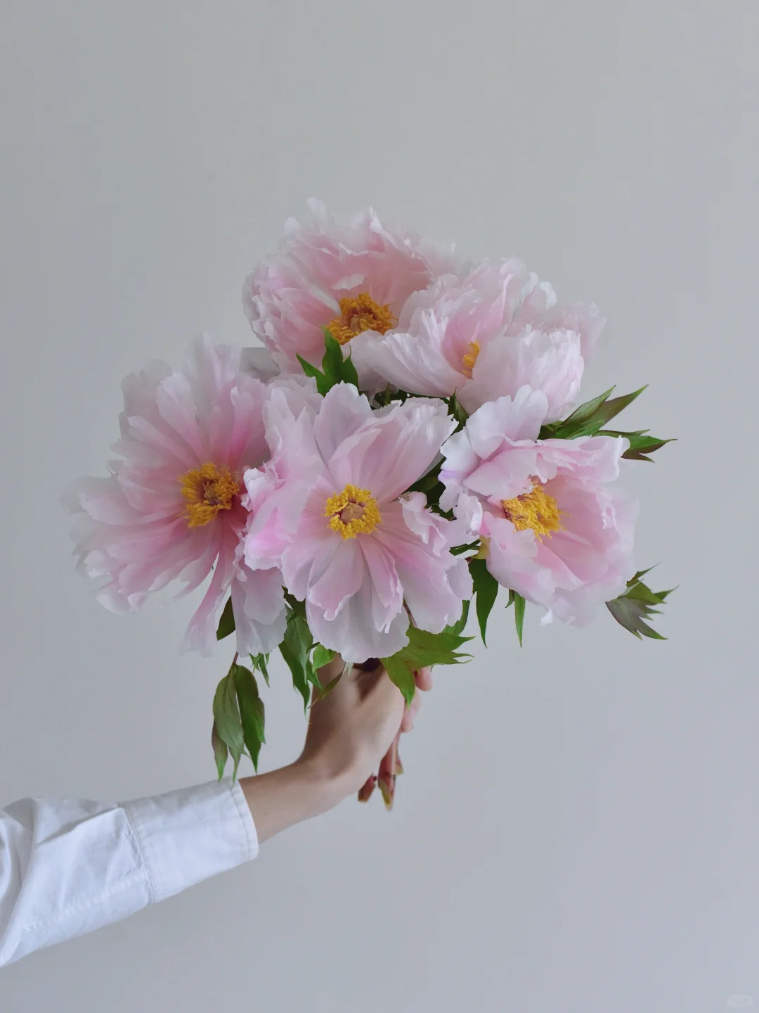 牡丹·八千代椿