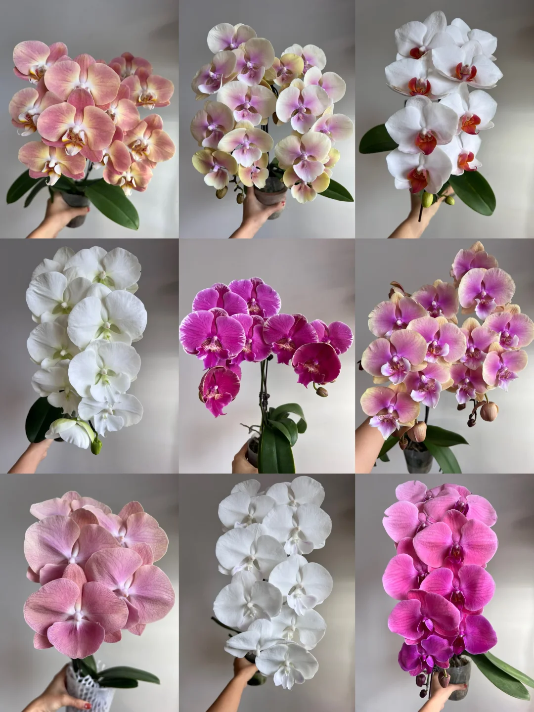 来，选选花，蝴蝶兰！