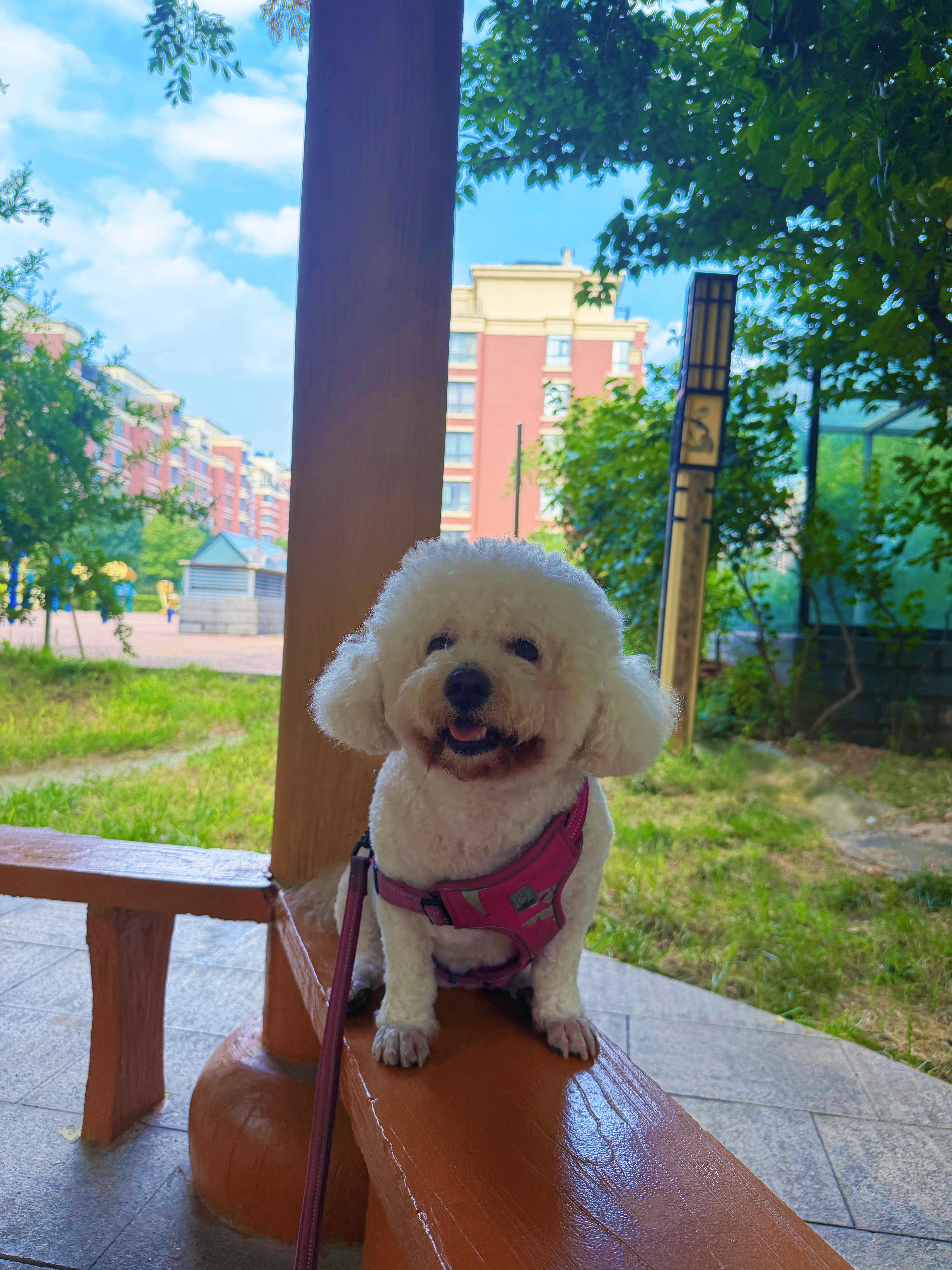 一周就蛄蛹了两次，我现在的状态像极了下图的狗狗！生活手记运动打卡运动 邹平·邹平
