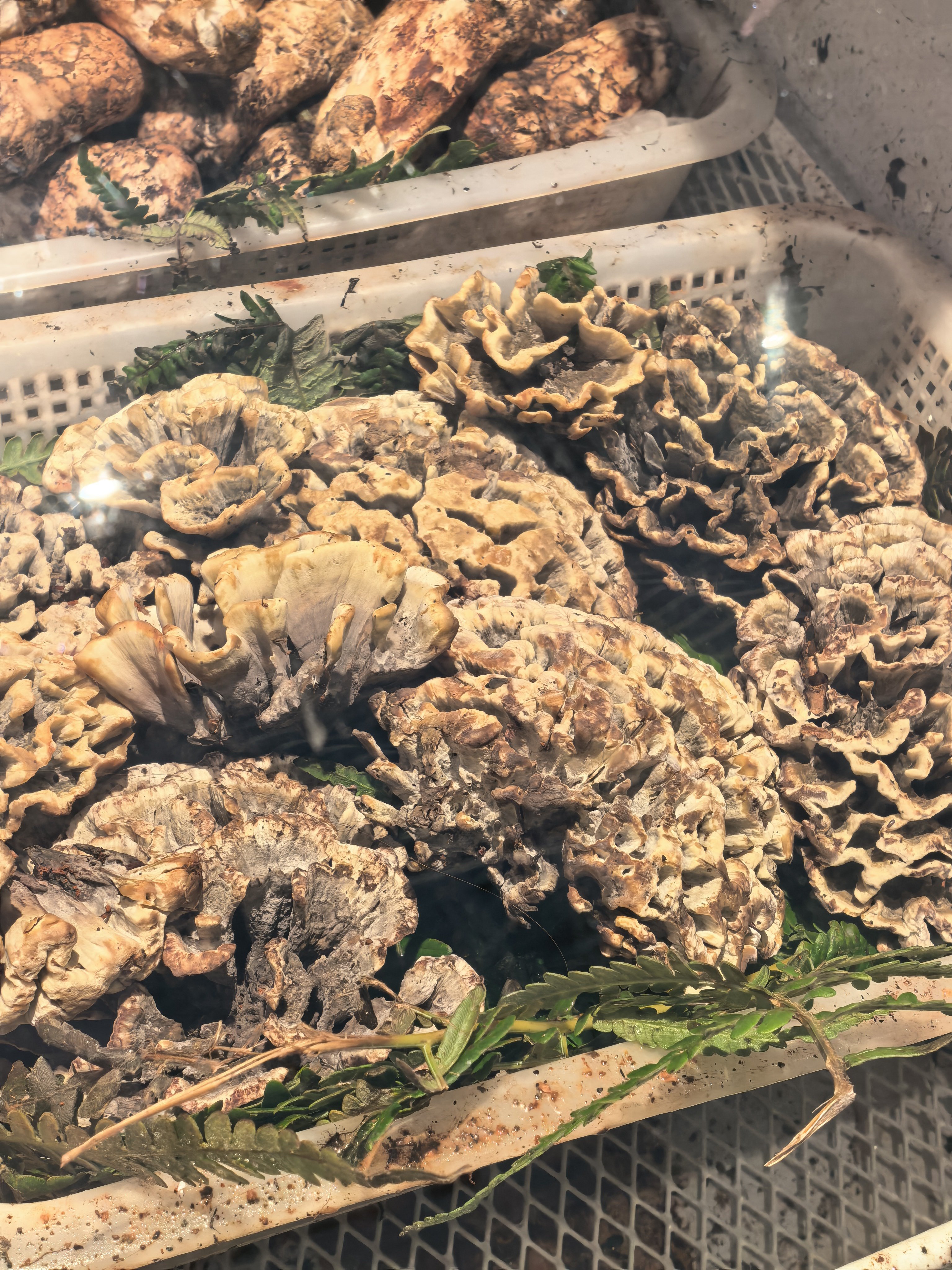 哦我的天！云南的菌子也太好吃了！！！！ 昆明