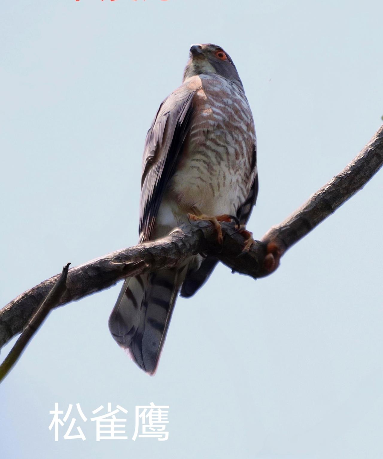 大师们天天追星，植物园