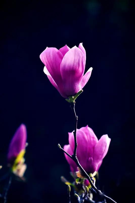 AI妙生图盛开的紫玉兰。