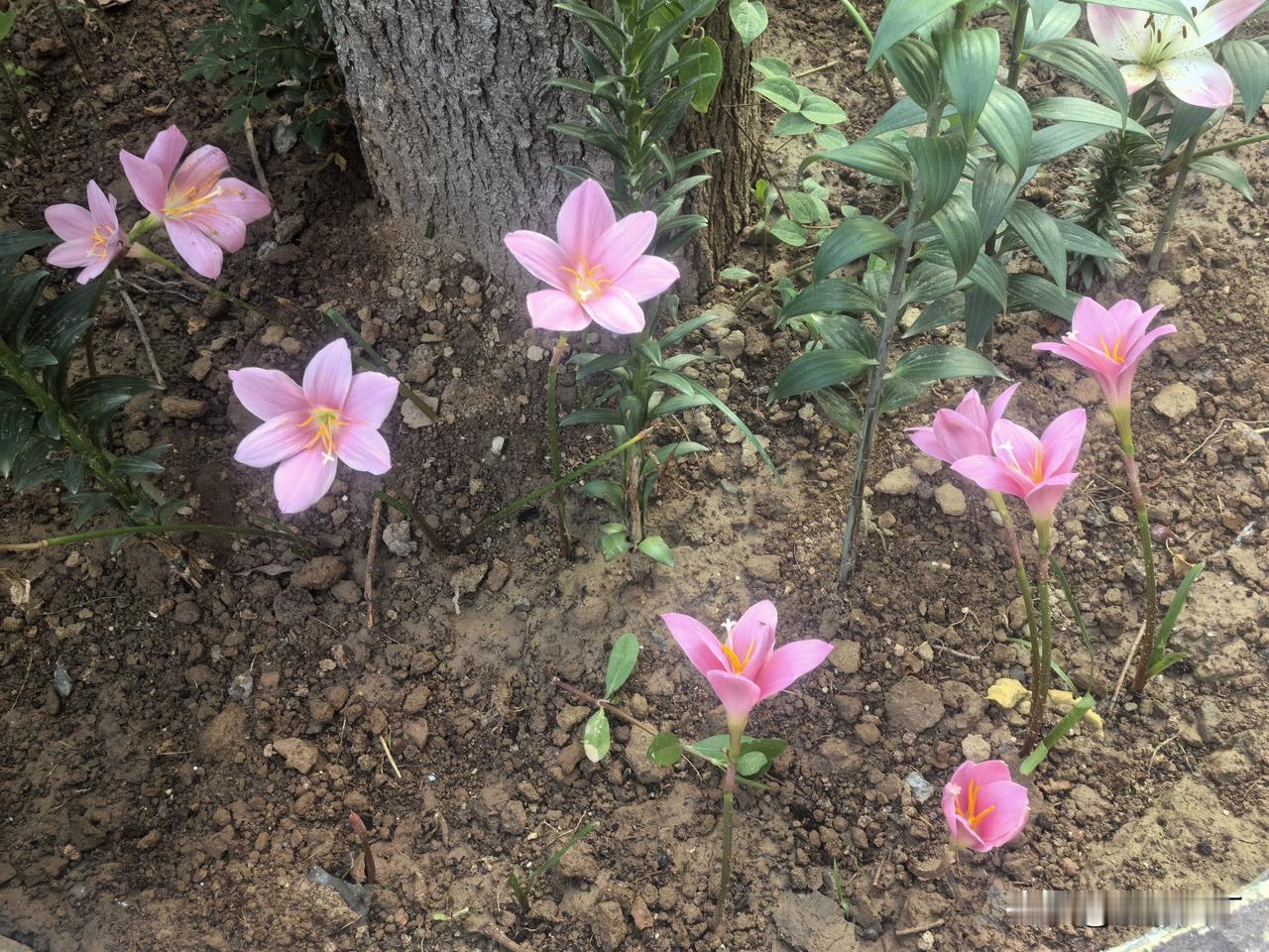 风雨兰开了，它的花语是逆境中的希望。

我喜欢这种看似弱不禁风却无比坚韧的小花。