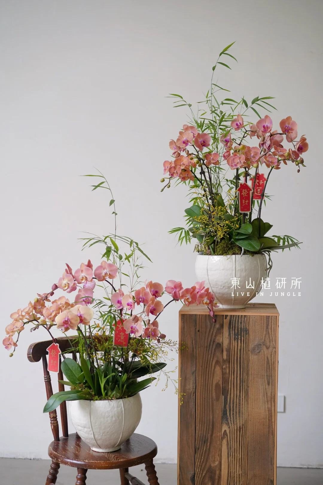 蝴蝶兰年宵花｜东方雅致 新春诗意🎋