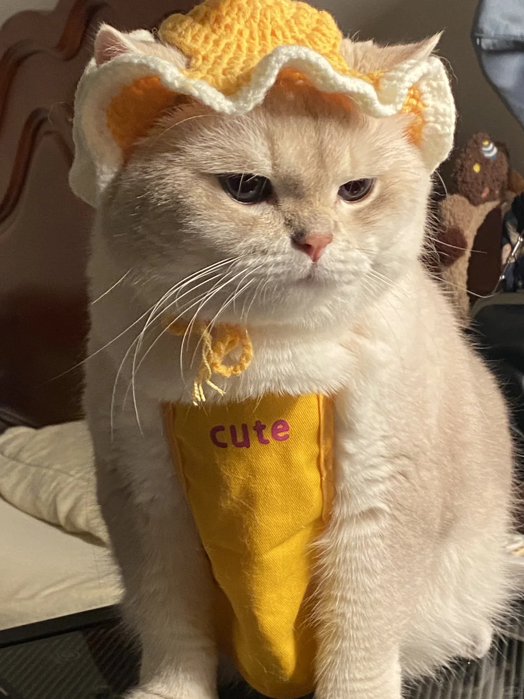 是谁养臭脸小猫呀～