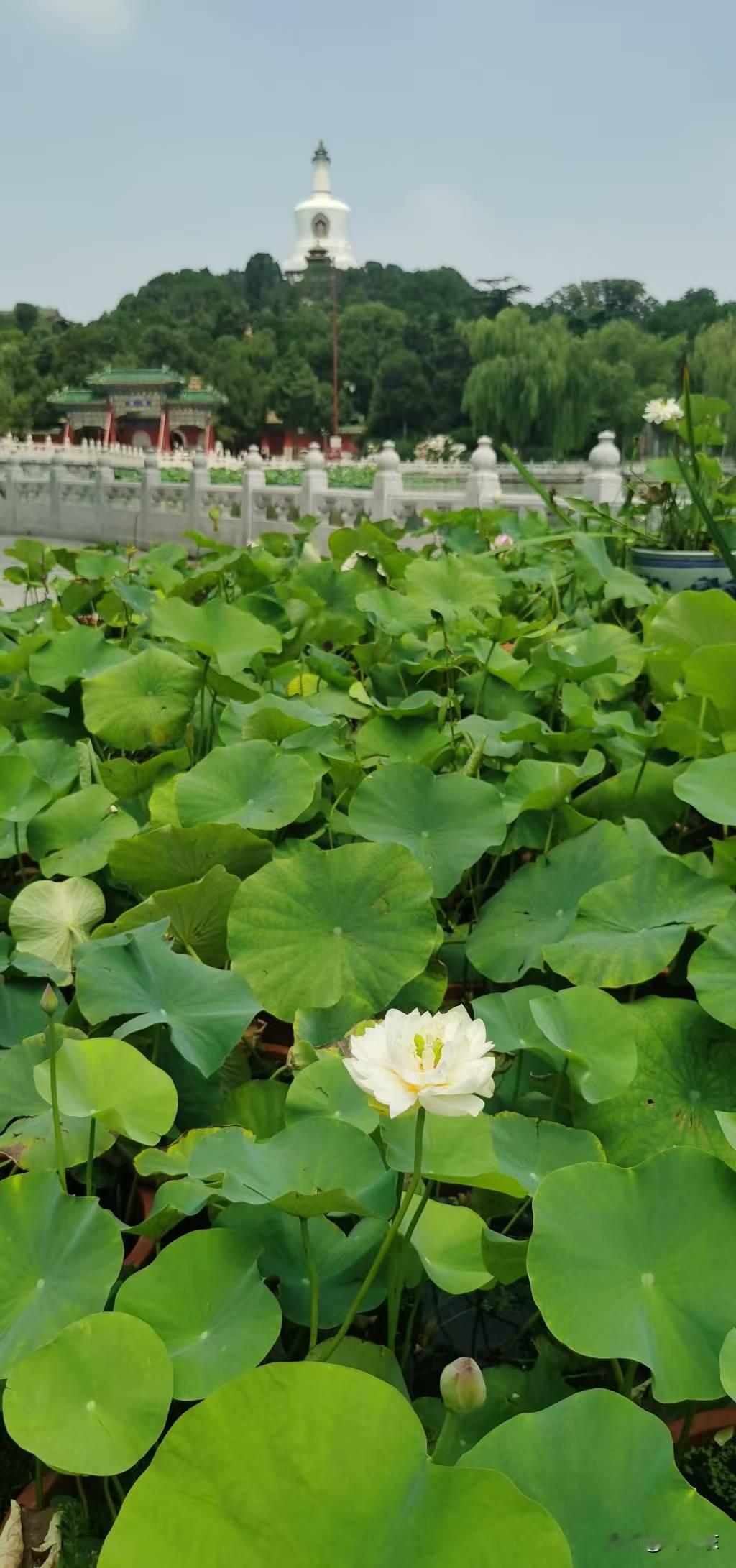 赏荷塘
拥挤荷塘几株开，
观赏夏韵桥上来。
祥瑞宝塔顶天立，
请续句……
（香风