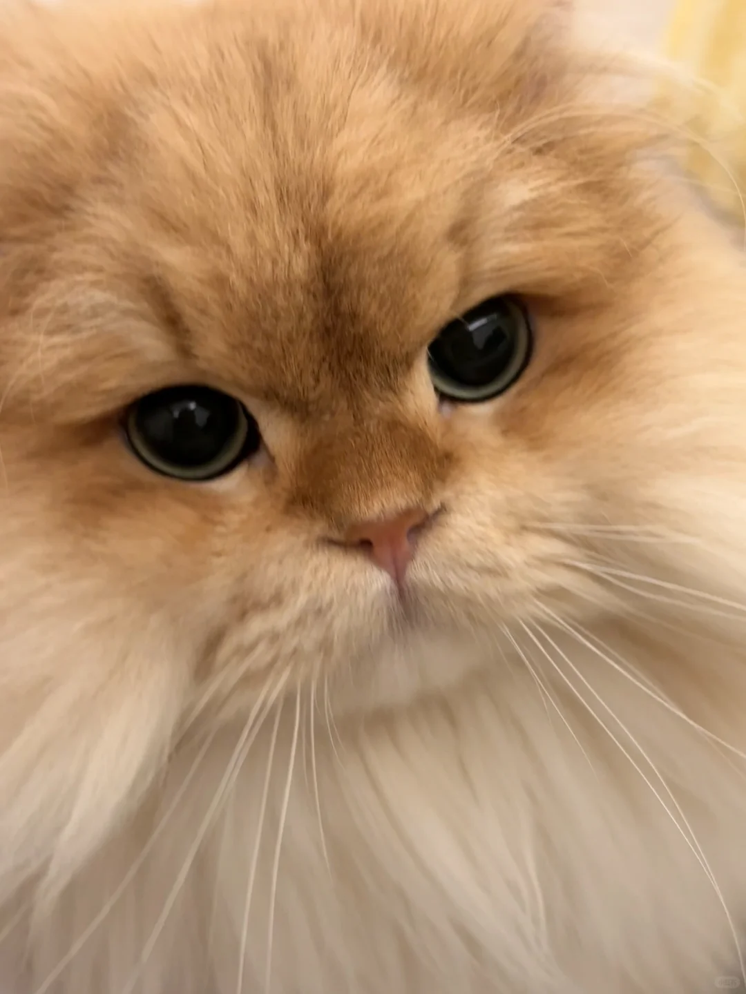 人 可以跟咪碰碰鼻子吗