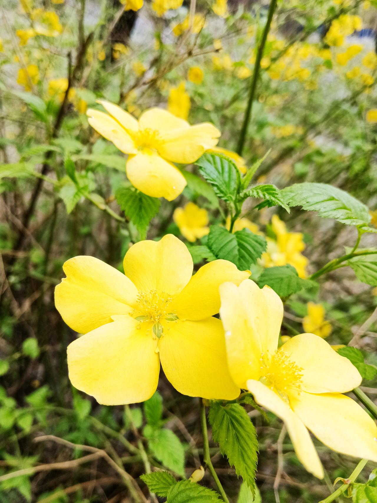 我爱春天，不仅因为它让万物复苏，更因为春日绽放的花朵，自带治愈人心的力量。

春