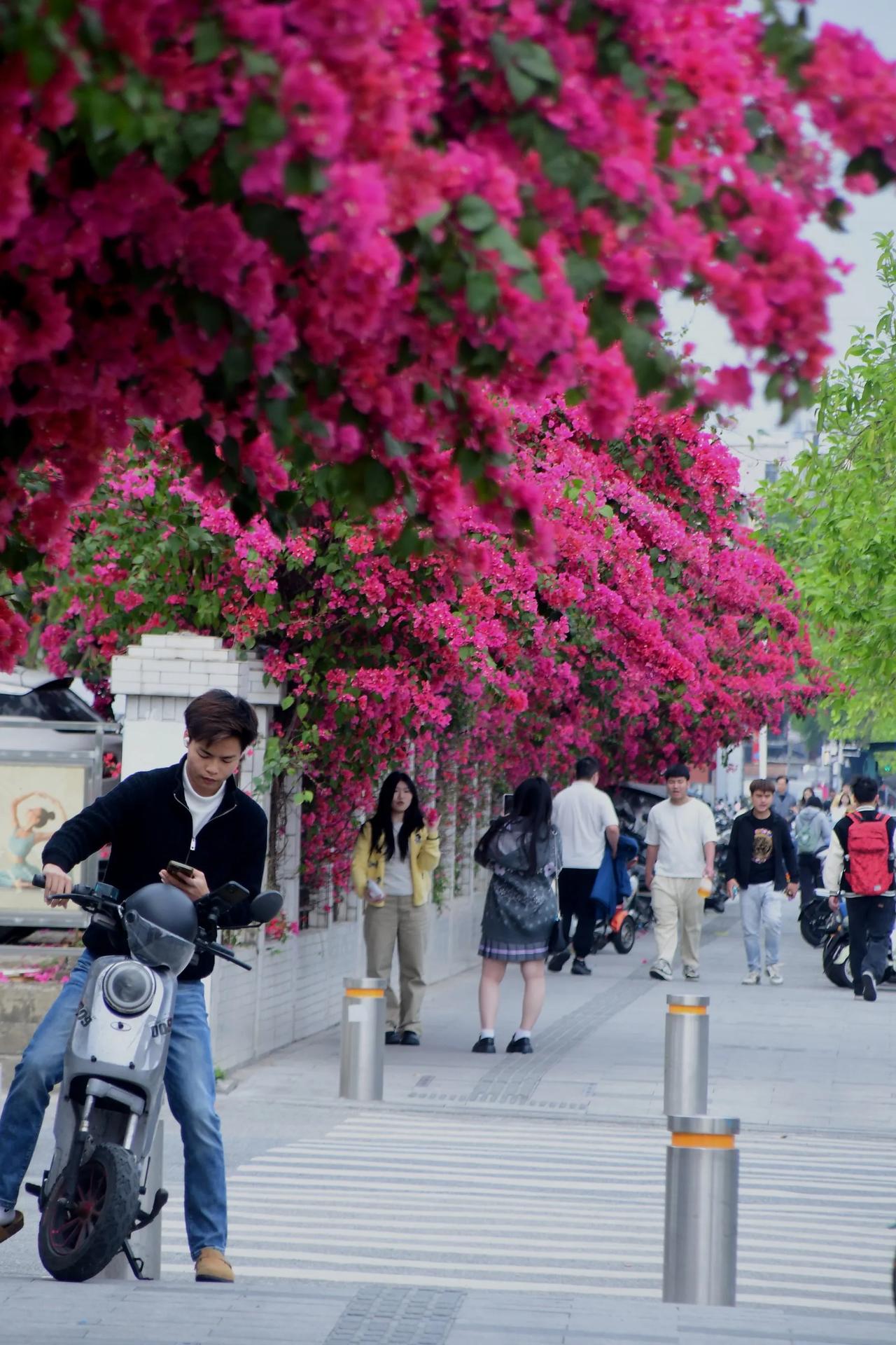 繁花似锦映街头，车流人潮如织锦。苹婆花绽放街边 城市探春 城市空中花廊 闹市里的