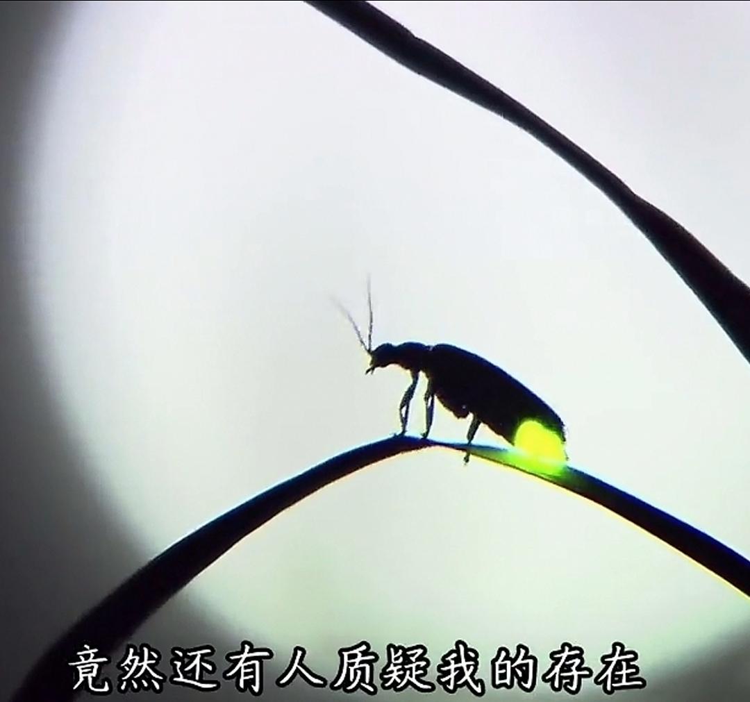 看到男子向我们炫耀的几瓶熠熠生辉的萤火虫，那闪耀的光芒着实迷人。不过，我心中不免