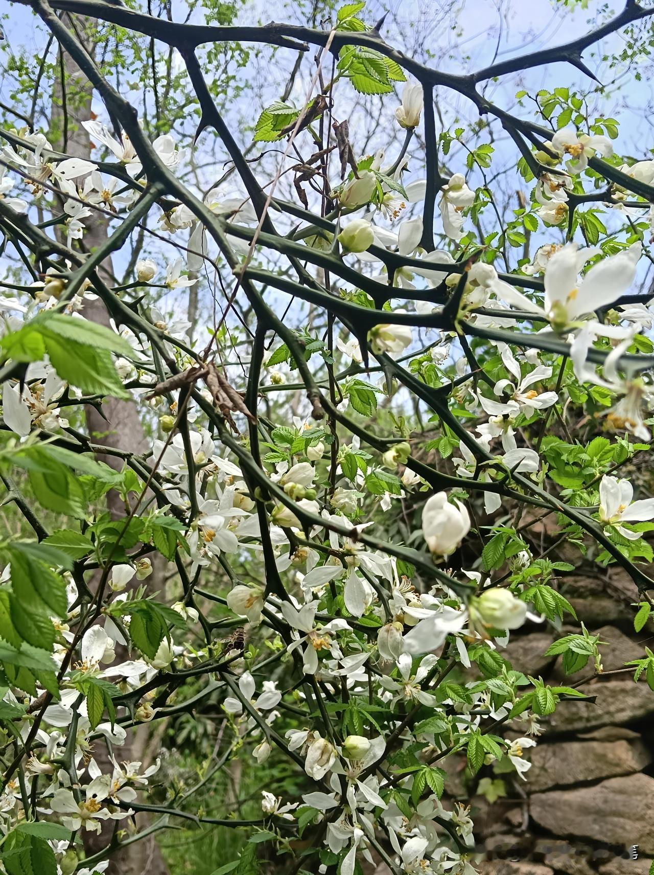 “橘生淮南则为橘，生于淮北则为枳”原是以讹传讹？

野线穿越，遇见一丛白花，手机