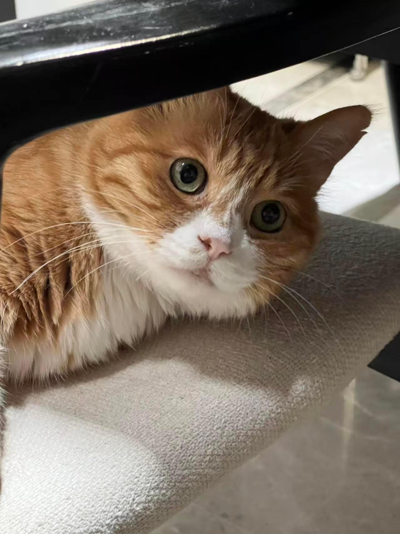 大喜：大黄是家里唯一一个知道自己叫大黄的猫🐱 