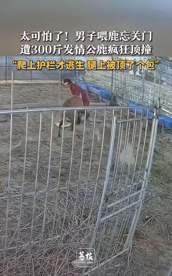 近日，江西吉安，一男子喂鹿时，因一时疏忽，忘记关闭铁门，竟被一头300斤重的公鹿