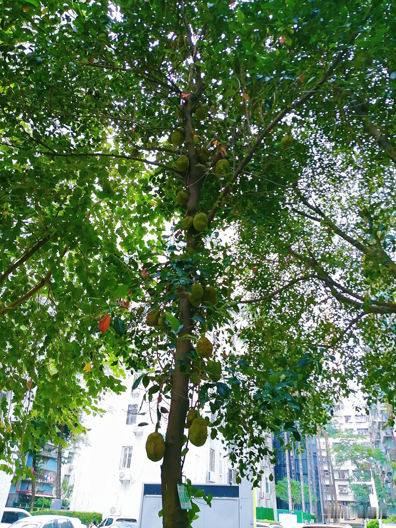 今天无意中我看到小区的一棵树上，长了好多菠萝蜜呀！

南方的树上，经常看到要么开