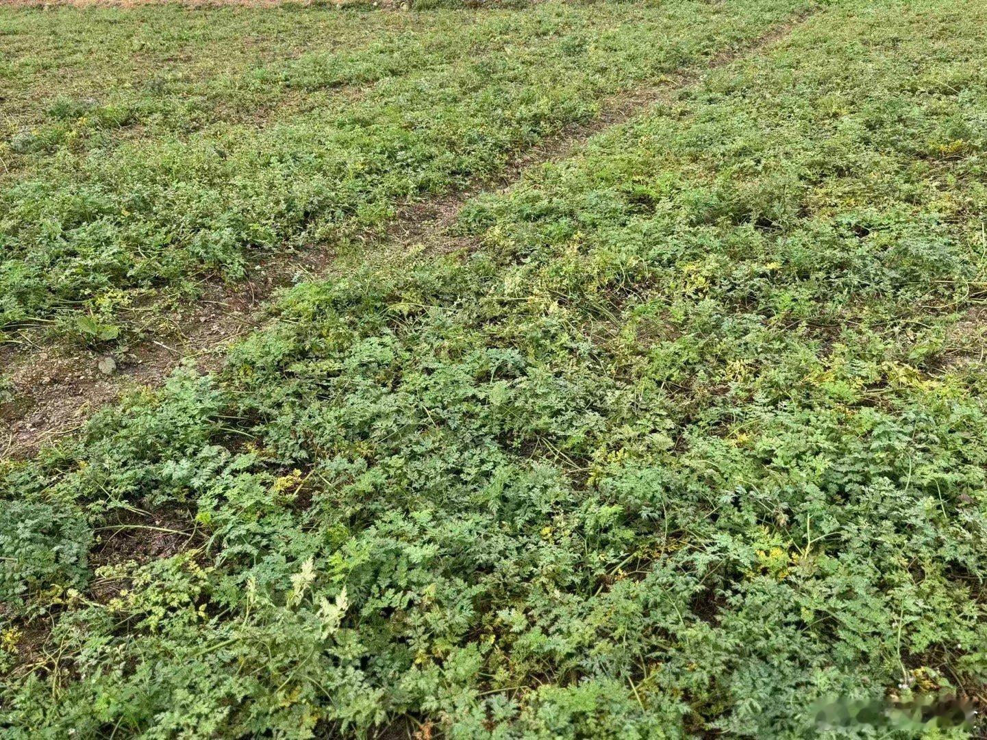 因产地下雨半野生甜当归无法采挖延迟发货订单预计2-3天发出感谢大家理解[老师爱你