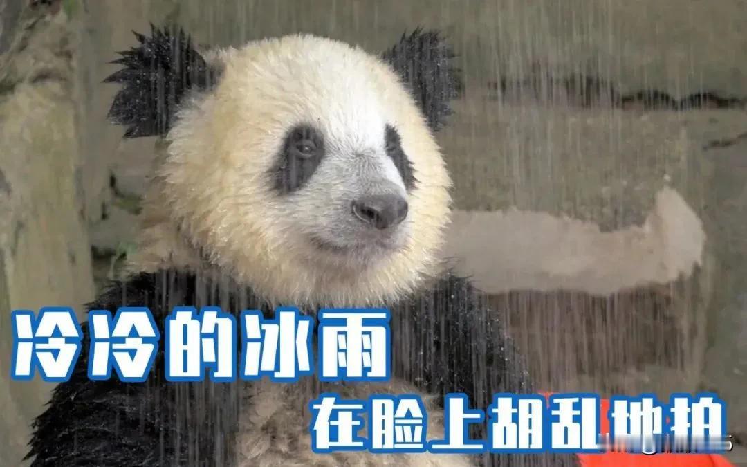 雨雨雨！下不完，根本下不完！青岛未来几天阵雨+大风+雪——
30日、31日、2月