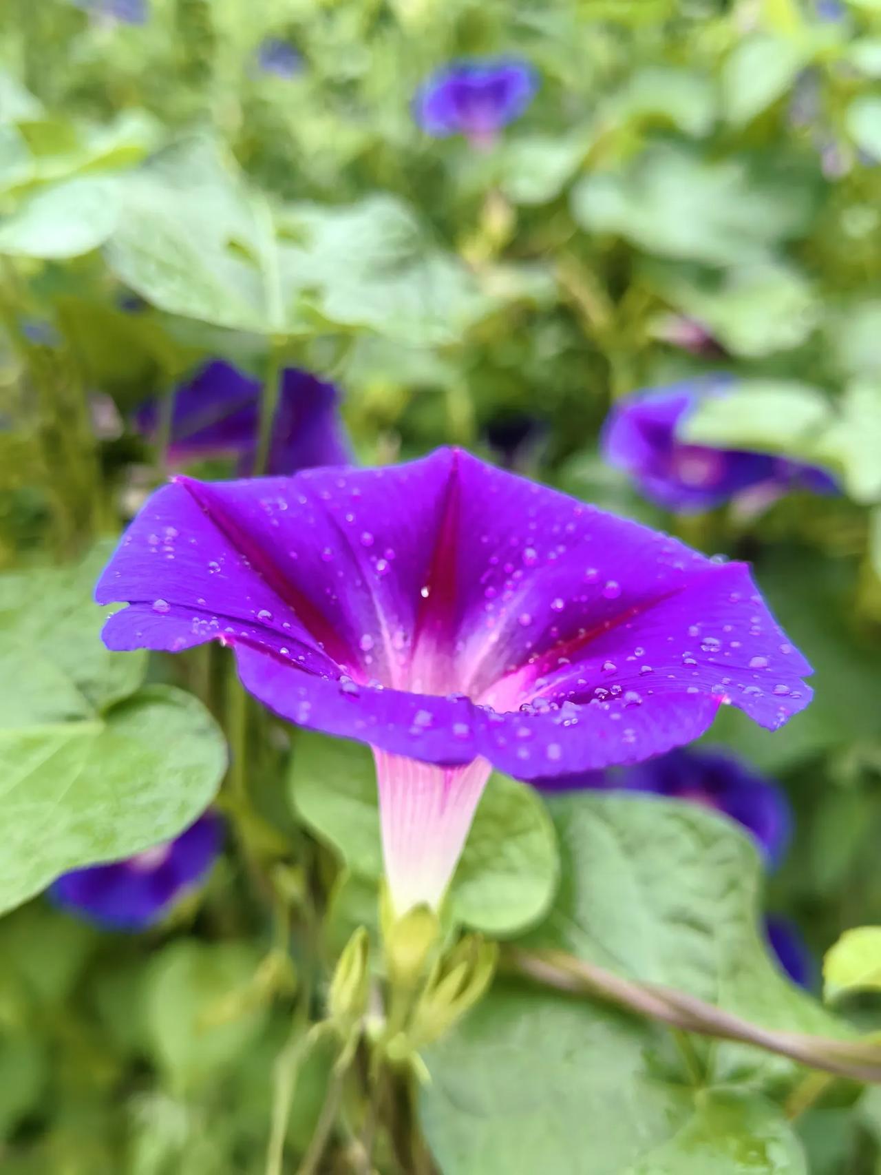 牵牛花都有哪些颜色的品种？
牵牛花的颜色非常丰富，常见的有蓝色、紫色、粉色和白色