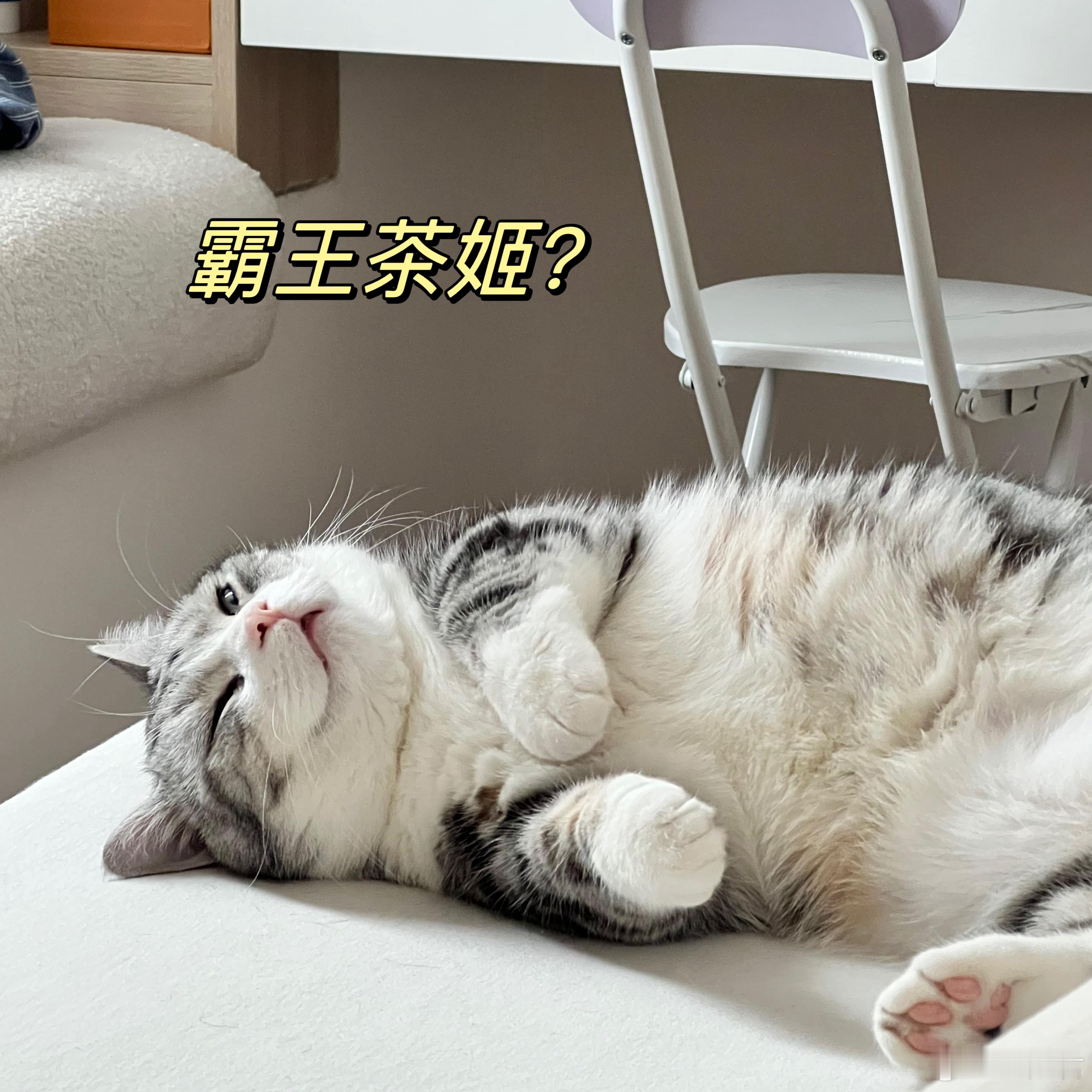 苏大强还没睡醒天塌了！？#到底是谁抢到了霸王茶姬宠物周边#？？？？苏大强也想有一