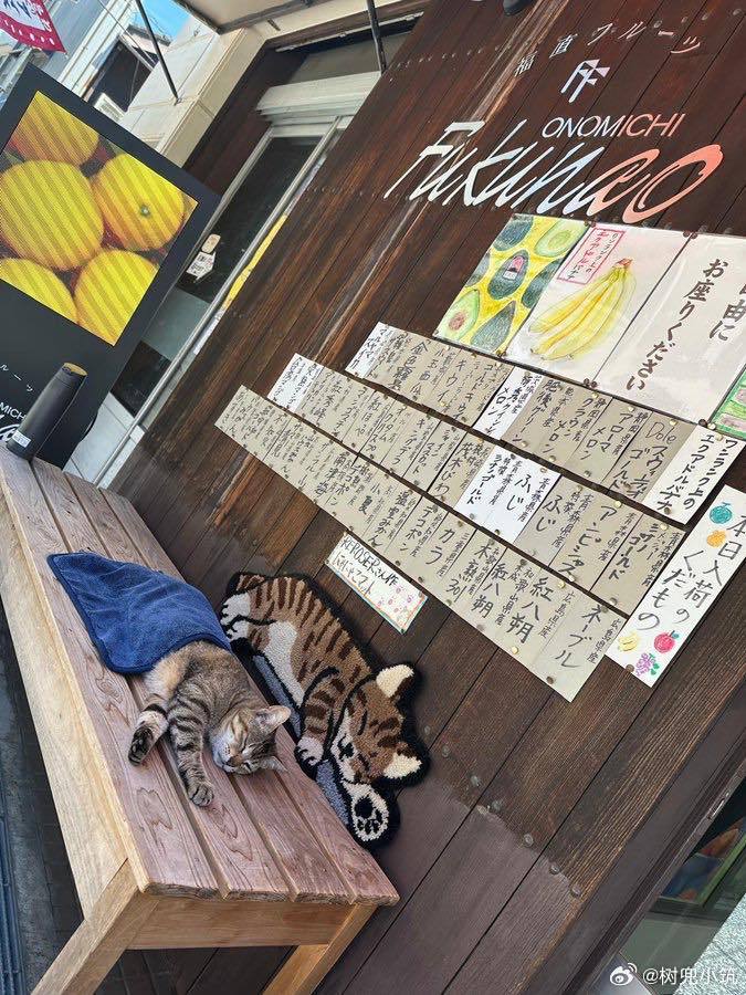 本店限定猫店长，和它的 “复刻版” 员工位