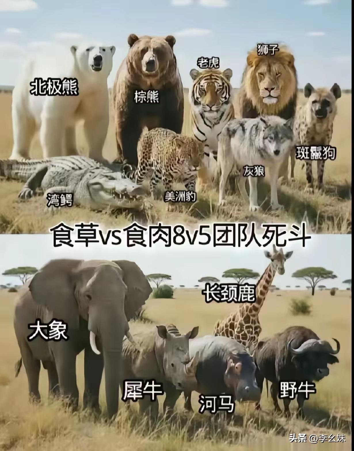大象不出手实力应该差不多