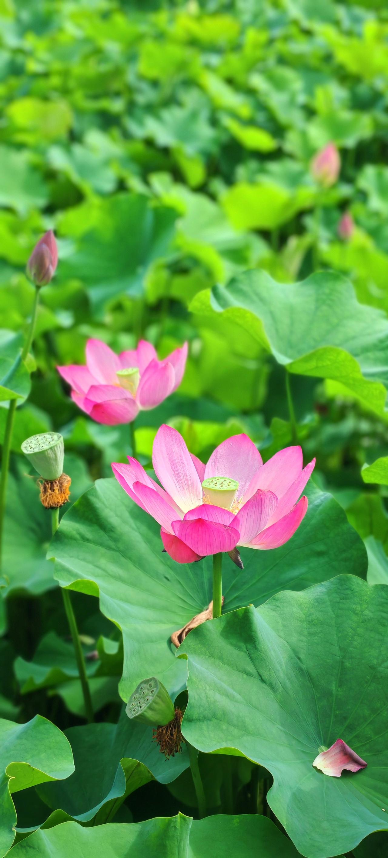 大唐芙蓉园的荷花，开了！快来赏花吧！今天路过曲江，顺道拐进芙蓉园逛了一圈，直接被