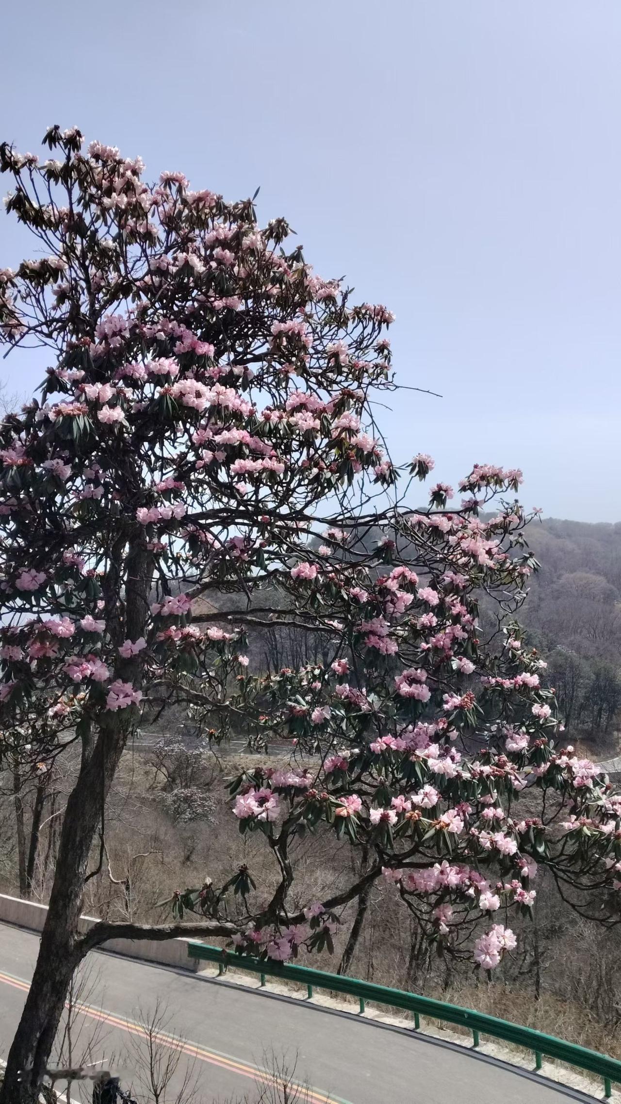 今年春天最想实现的心愿春晚风雨急，百花净争艳，抬头看远山，一树红花开！