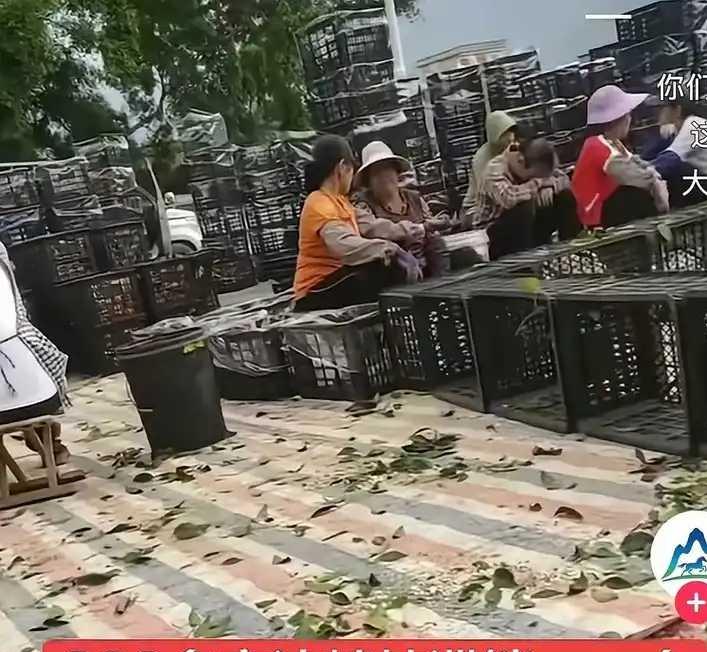 村里300多亩沙糖桔滞销，眼看就要坏掉。村民都急得像热锅上的蚂蚁，不知怎么办好。