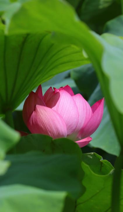 聪明妈妈必做的10件小事，不花钱但养娃效果好
亲爱的朋友们大家好，我是海林小百科