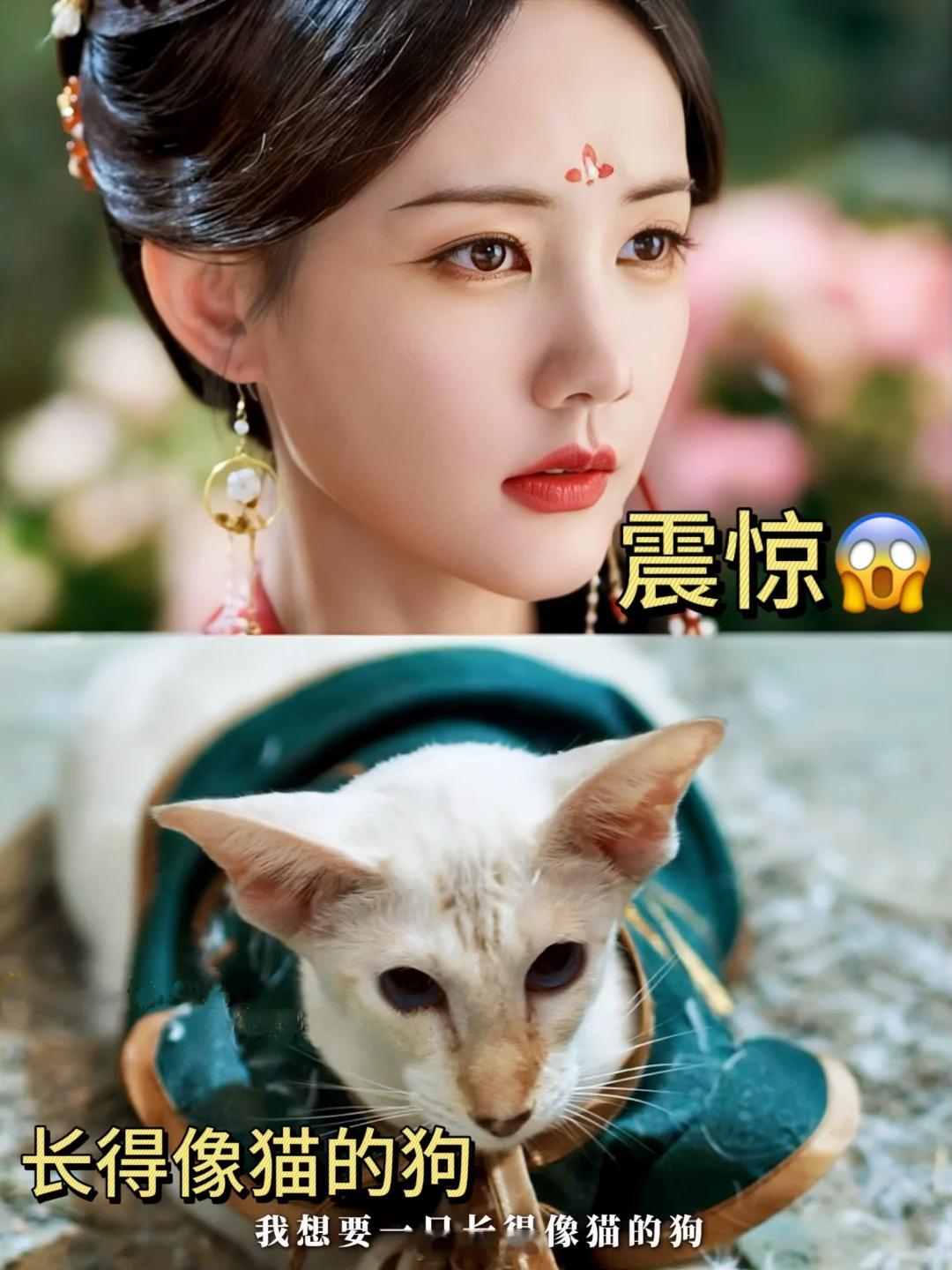 《书卷一梦》细节就是宋一梦看到长得像猫的🐶 笑不出来天呐，书卷一梦这一段的反转